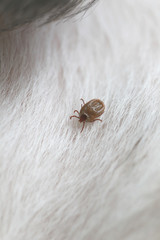 Big Ticks on a dog.