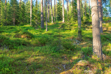 Naklejka premium Finnish forest at summer
