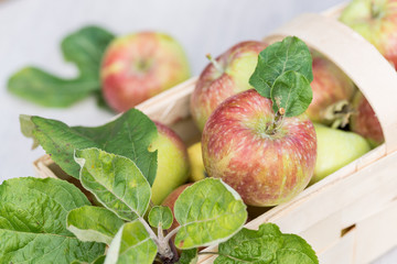 Organic Apples in a Basket