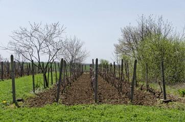 Fototapeta na wymiar Small vineyard in springtime, Zavet town, Bulgaria 