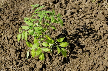 Organic farming of tomato in green house. Plant seedlings, Bulgaria   