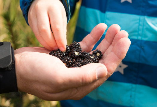 child picking blackberries from fathers hand