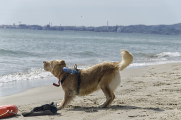 Rescue dog ready for action