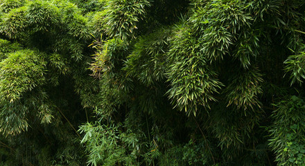 bamboo hanalei valley kauai hawaii
