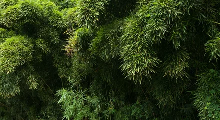 Cercles muraux Bambou bambou hanalei valley kauai hawaii