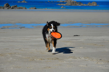 hund mit frisbee am Strand