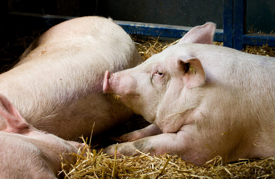 Pigs lying in pen