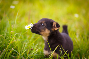 purebred puppy