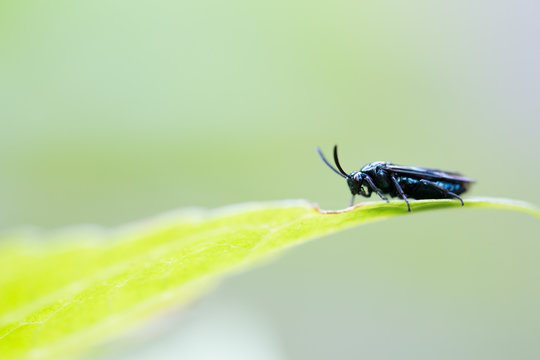 葉っぱの上の虫