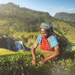 Indigenious Sri Lankan Tea Picker Agricultural Farm Concept © Rawpixel.com