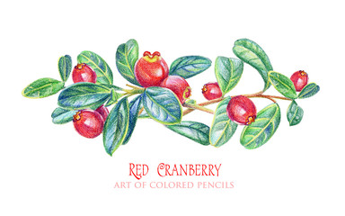 Floral elements, cranberries for design. Pencil illustration.