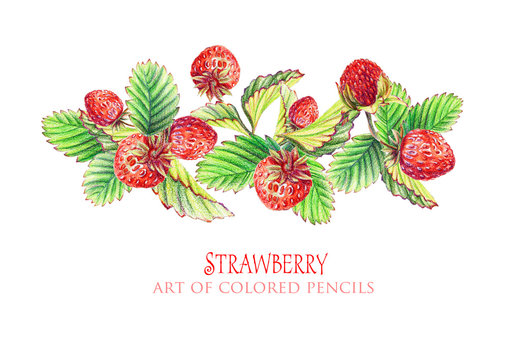 Floral elements, strawberries for design. Pencil illustration.
