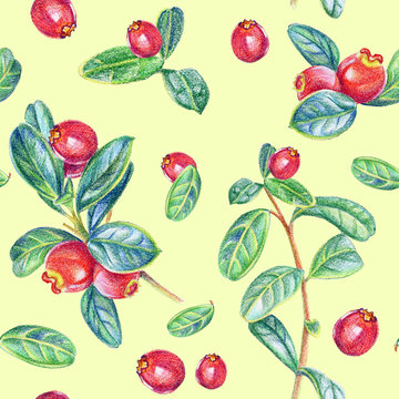 Seamless pattern with cranberry. Drawing with colored pencils.