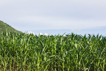  tropical plant corn field  in countryside of Thailand