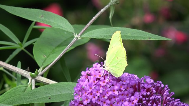 Butterfly brimstone on purple Flower 