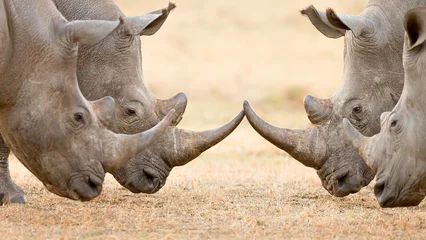 Acrylic prints Rhino Four White Rhino's  locking horns