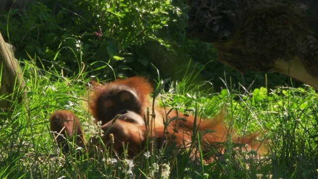 Orang-Utan (Pongo)