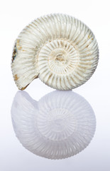 Perisphinctes, ammonite fossile, Madagascar 