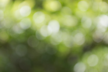 Colourful spark and blow natural bokeh of tree and rain drop for romantic soft abstract light background