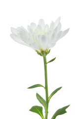 Beautiful chrysanthemum isolated