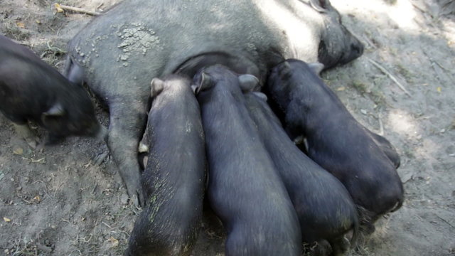 Pig feeding brood of four cubs