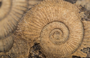 Dactylioceras, ammonite fossile, Schlaifhausen, Germania 