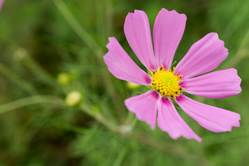 Fototapeta premium コスモス