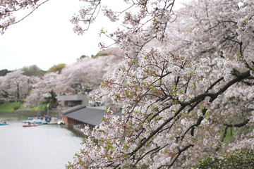 Spring of sakura cherry blossom.