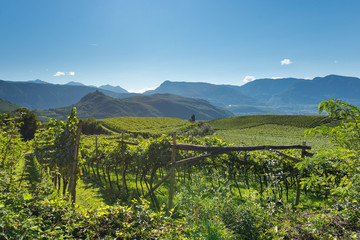 hill landscape with grape vines cultivation in alto adige