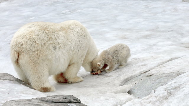 Polar bear and bear-cub feeding