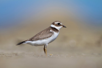 Common ringed plover or ringed plover (Charadrius hiaticula)