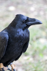 Portrait of black crow standing - common raven