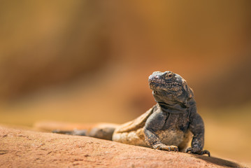 Portrait of eastern collared lizard