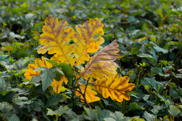 autumn