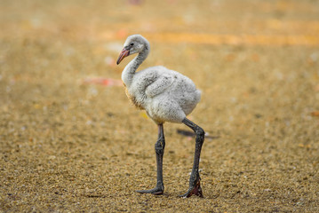 Baby bird of the American flamingo