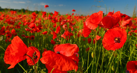 Fototapeta premium Poppies