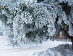 Snow-covered branch of a pine in winter park