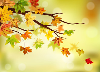 Branch with autumn maple leaves on natural background, vector illustration.