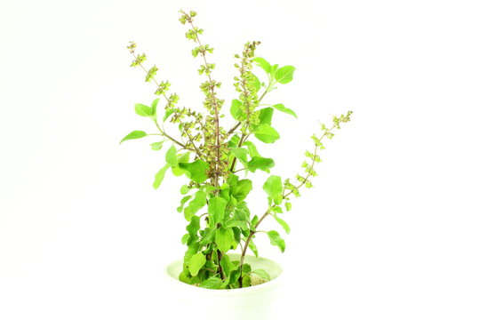 Medicinal tulsi or holy basil indian herb on white background