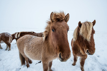 Fototapeta na wymiar Icelandic horse