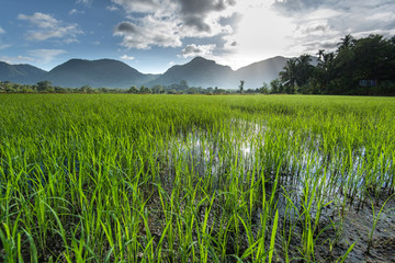 beautiful paddy field in the morning in Sri Lanka