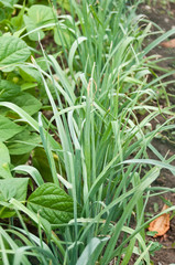 Jardin potager - poireaux