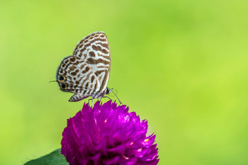 Closeup butterfly on flower