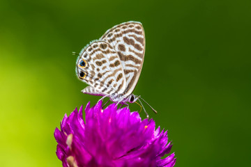 Closeup butterfly on flower