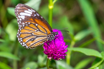 Closeup butterfly on flower
