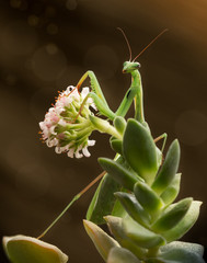 green praying mantis on flower on brown background/ Mantis religiosa