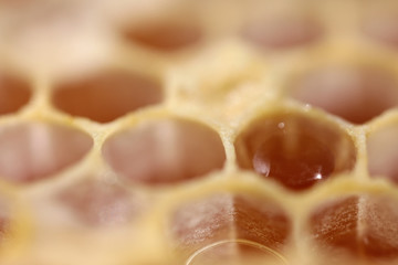 Honeycomb full of honey