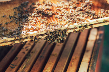 Honeycomb with bees and honey. Selective focus.