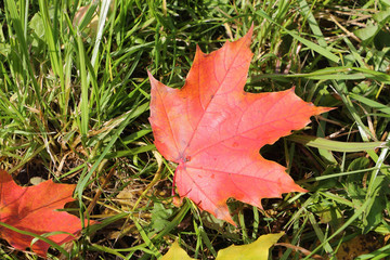 The red leaf of a maple which fell to a grass in the fall