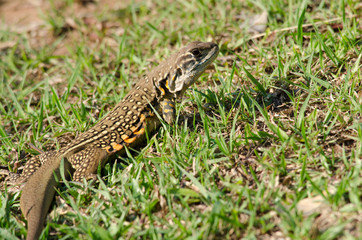 Leiolepis is waiting prey in the garden